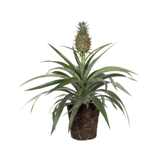 Bromelia Corona